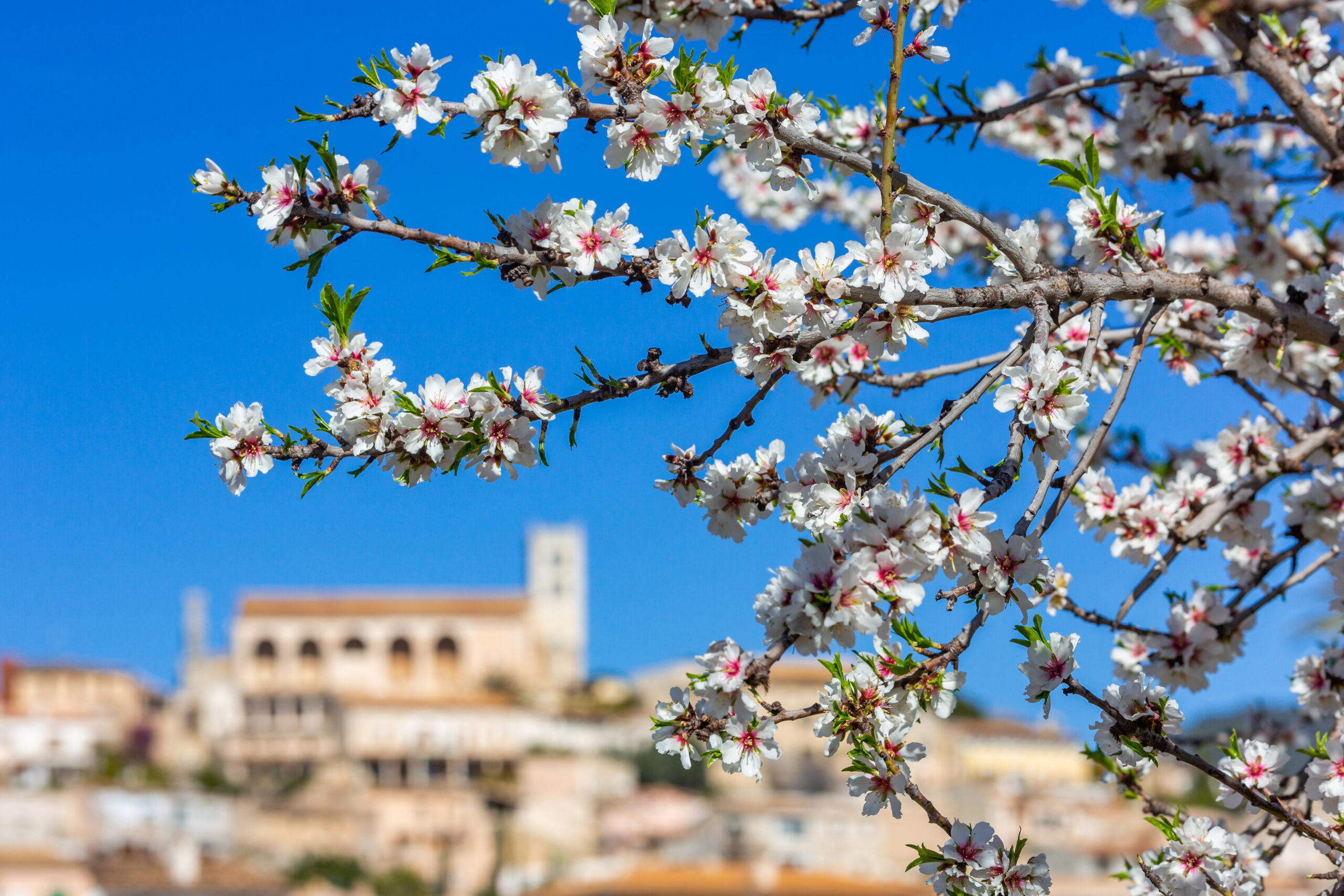 Almond blossom season in village Selva, Mallorca, Balearic Islands, Spain
